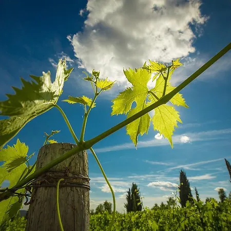 Castello Di Volpaia Εξοχικό σπίτι